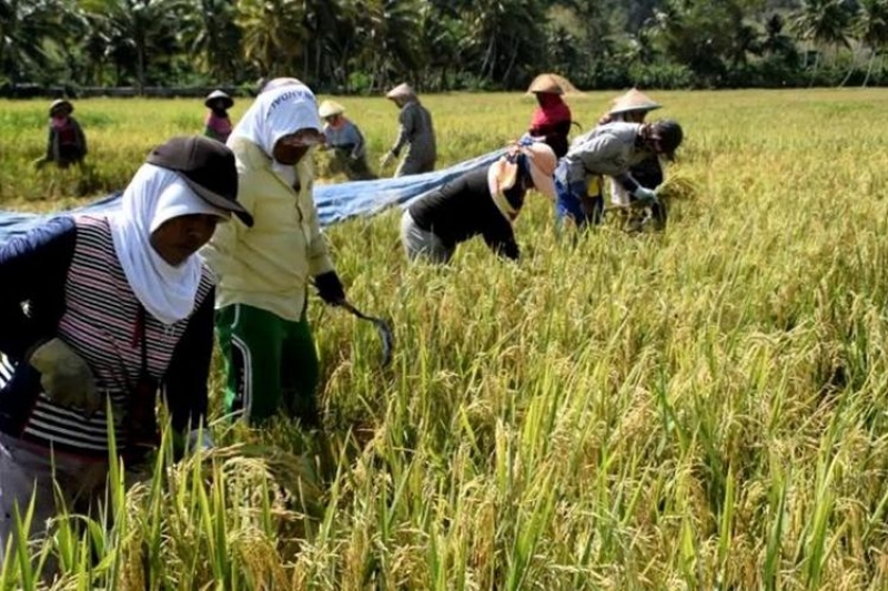 Prediksi Indeks Ketahanan Pangan Diprediksi Turun Di Tengah Pandemi Covid-19