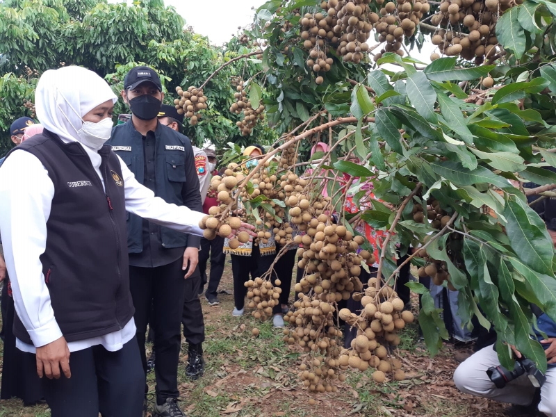 Gubernur Khofifah Apresiasi Petani Tuban Kembangkan Kelengkeng Varietas Katekini