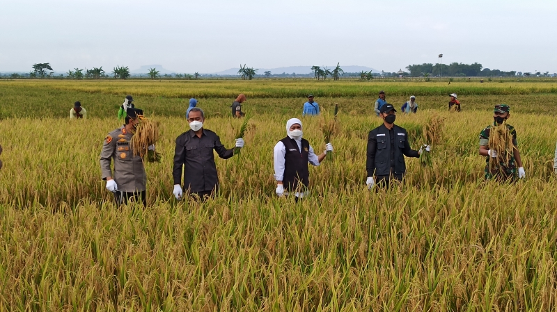 Gubernur Jatim Hadiri Panen Raya Tuban