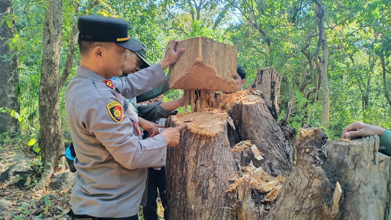 Pelaku Ilegal Loging di Taman Nasional Baluran Tertangkap