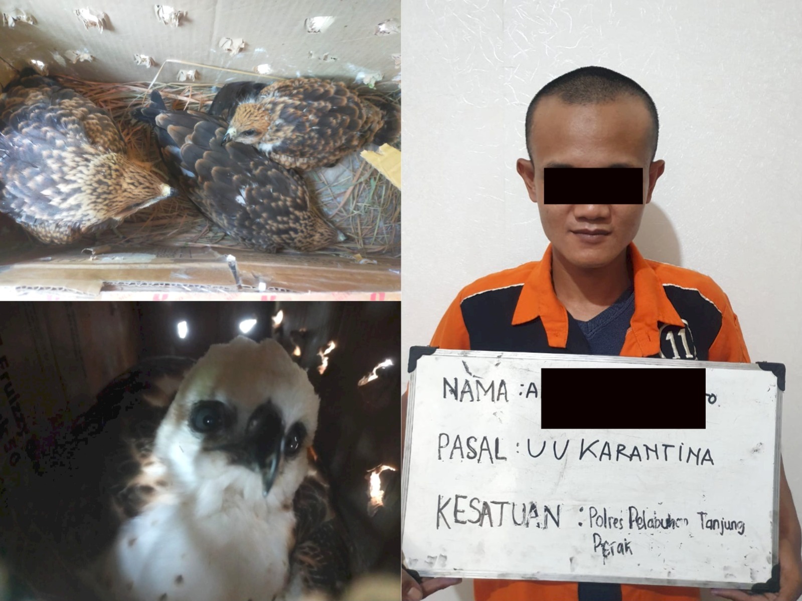 Polres Pelabuhan Tg Perak Ungkap Kasus Penyelundupan Hewan Satwa Dari Makasar