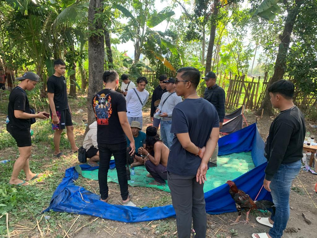 Sabung Ayam di Desa Secangan Situbondo Dibubarkan Polisi