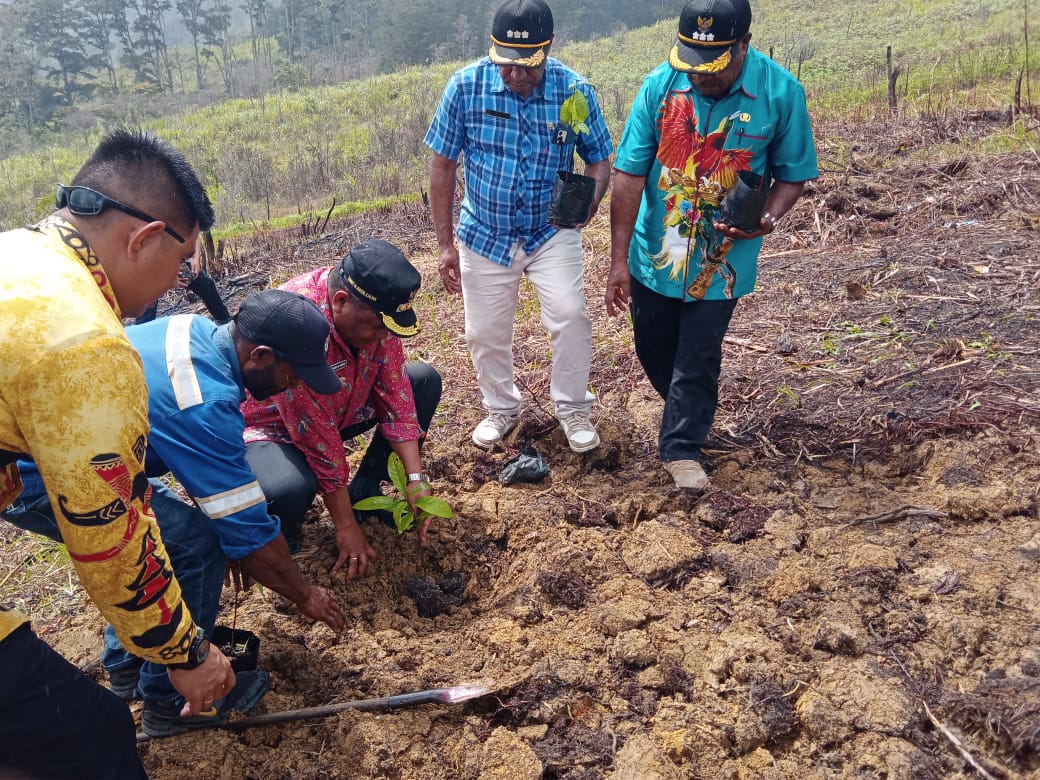 PJ Bupati Jayawijaya Tanam 1000 Bibit Pohon Alpukat di Kampung Iriliga