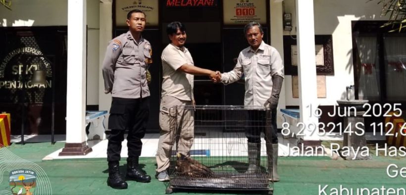 Elang Ular Bido Diselamatkan dan Diserahkan ke BBKSDA Jatim