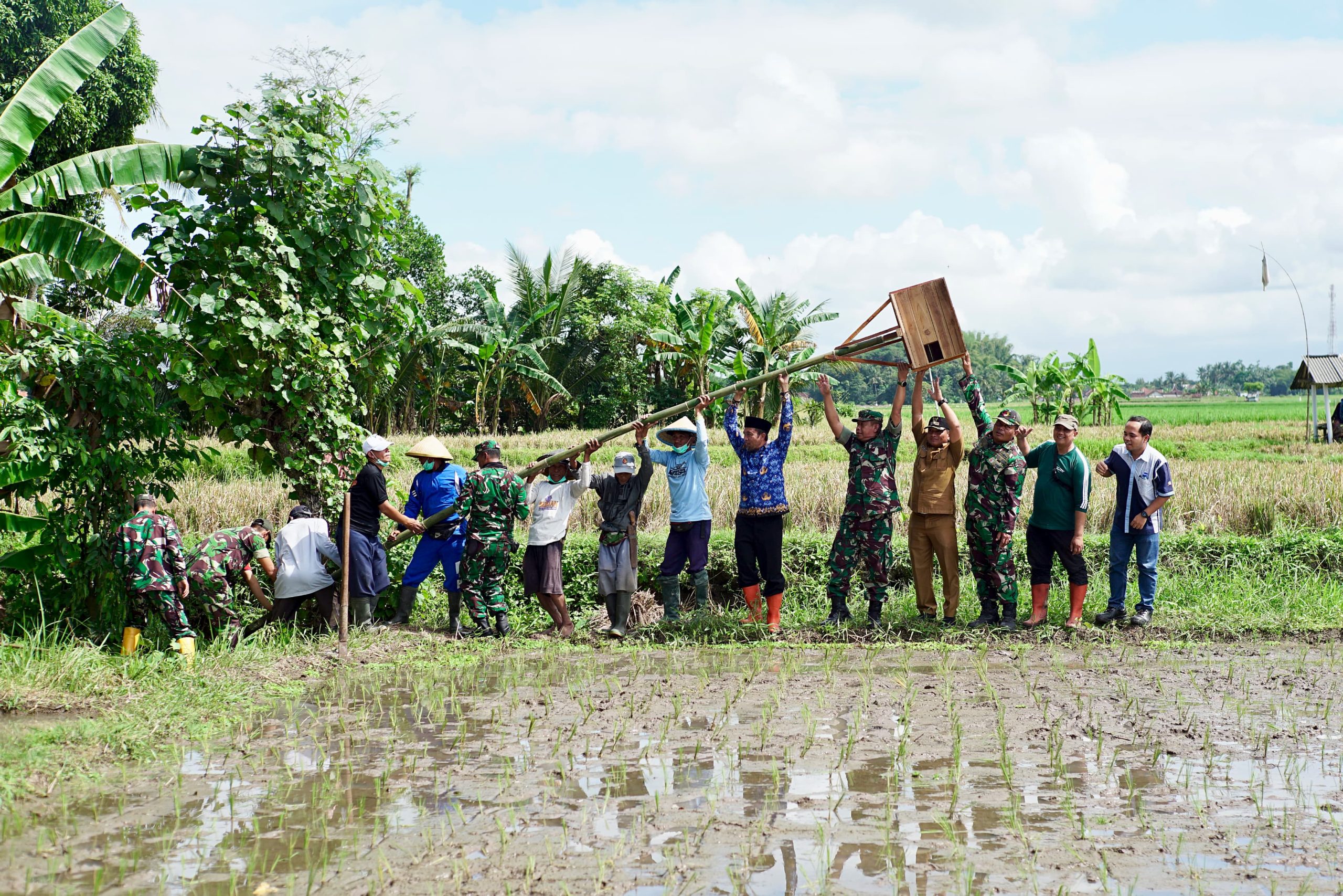 Tekan Hama Tikus, Pemkab Banyuwangi Sebar Ratusan Burung Hantu
